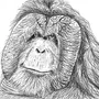 Рисунок орангутанг