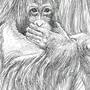 Рисунок Орангутанг