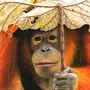 Рисунок орангутанг