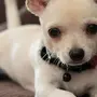 Маленькие Породы Собак Для Квартиры