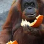 Орангутанги