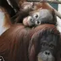 Орангутанги