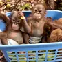 Орангутанг смешные