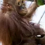 Орангутанг смешные