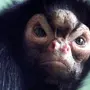 Покажи фотки страшных обезьян