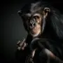 Шимпанзе морда