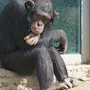 Шимпанзе Морда