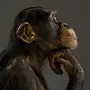 Шимпанзе морда