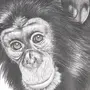 Шимпанзе Рисунок