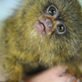 Самая маленькая обезьянка в мире