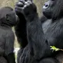 Смешные картинки обезьян