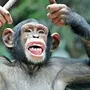 Смешные картинки обезьян