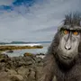 Скачать обезьяны смешные