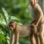 Скачать обезьяны смешные