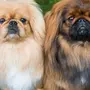 Фотки собаки пекинес