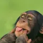 Смешные фотки обезьян