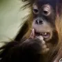 Смешные фотки обезьян