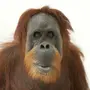 Категория Орангутанги