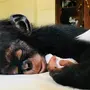 Спящей обезьяны