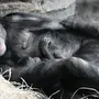 Спящей обезьяны