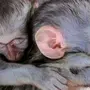 Спящая обезьянка