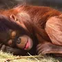 Спящая обезьянка