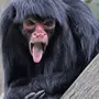 Страшные обезьянки