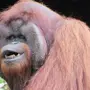Фотка орангутанга