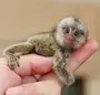 Фотки маленьких обезьянок