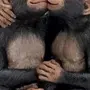 Две обезьяны в обнимку прикольные