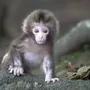 Красивые обезьяны