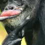 Губастые обезьяны