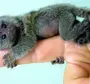 Самая маленькая обезьянка