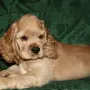 Собака спаниель щенки