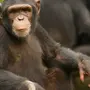Фотки Шимпанзе