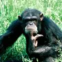 Фотки Шимпанзе