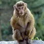 Фотки шимпанзе