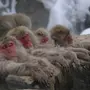 Японские макаки в горячих источниках зимой