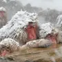 Японские макаки в горячих источниках зимой