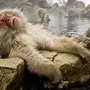 Японские обезьяны в горячих источниках