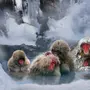 Японские обезьяны в горячих источниках