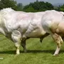 Бельгийская голубая корова