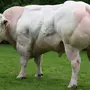 Бельгийская голубая корова