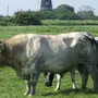 Бельгийская Голубая Корова