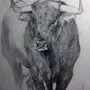 Бык рисунок карандашом