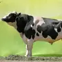 Голштинская порода быков