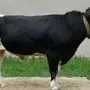 Голштинская порода быков
