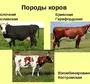 Породы коров с названиями