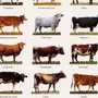 Породы Коров С Названиями