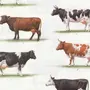 Породы Коров С Названиями